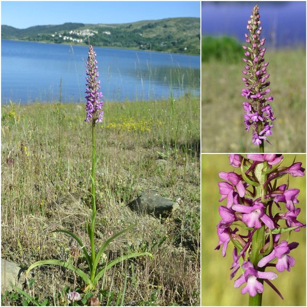 Gymnadenia conopsea var.aestivalis - Parco nazionale Gran Sasso e Laga  luglio 2020_2024.